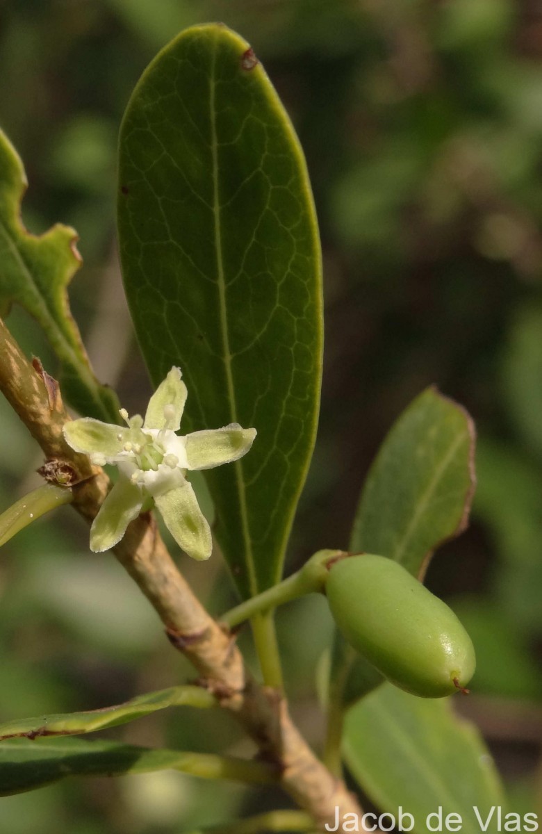 Erythroxylum monogynum Roxb.